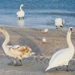 펜션 Reetdachhaus 8 Auf Usedom Kutzow