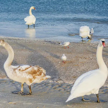 Prázdninový dům Reetdachhaus 8 Auf Usedom Kutzow