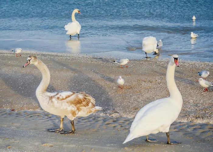 Дом отдыха Reetdachhaus 8 Auf Usedom Garz (Usedom)